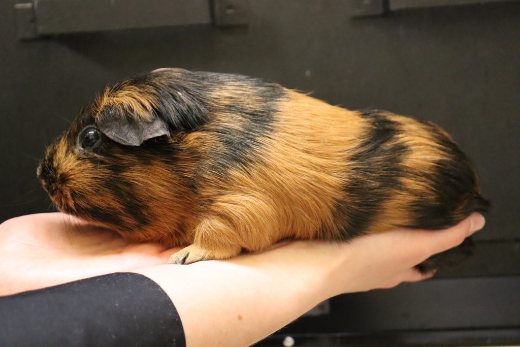 Guinea Pig. Brown and black. Held by hand.