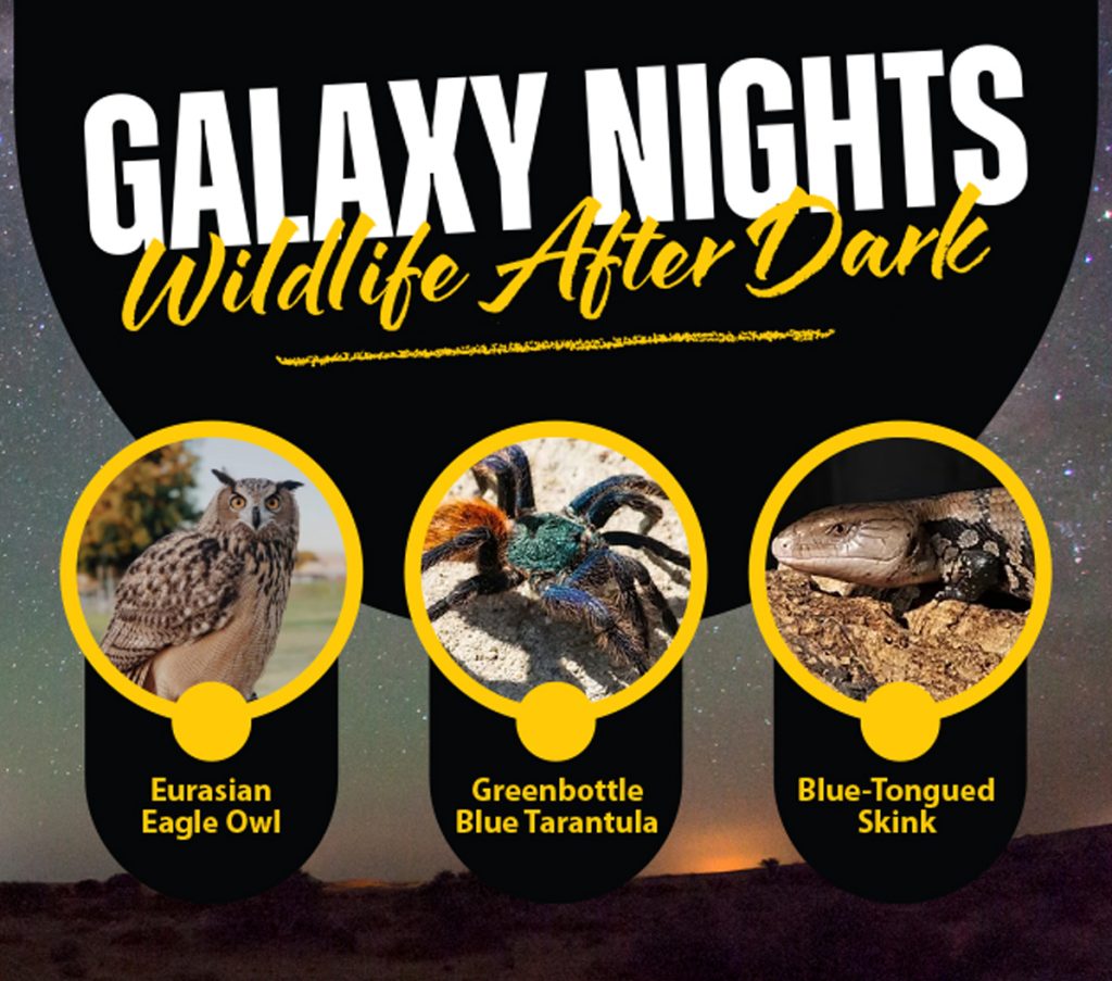 Starry night sky background with 'Galaxy Nights: Wildlife After Dark' text and library logo. Images show an owl, colorful tarantula, and a lizard, each in a circular frame.