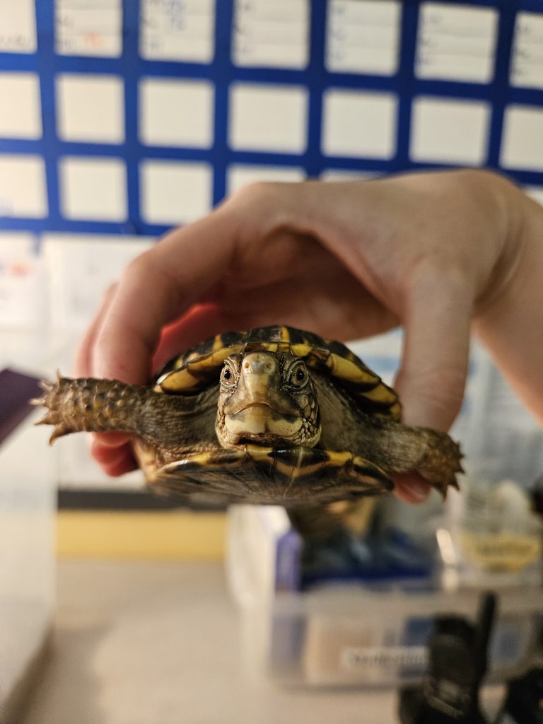 Ornate box turtle